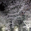 【北海道・音更】鈴蘭公園の桜2023が見ごろに！現在の開花状況＆夜桜ライトアップ情報