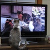 テレビの中の猫に夢中の猫