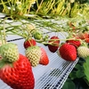 完熟いちご🍓狩り情報５月１５日(火)💖開園日です‼️