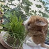 家事色々