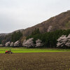 遠山十本桜