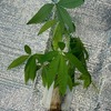 ガ水パキラ植替 ＆ 家飯 
