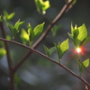 新緑と雫　続けて