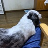 犬に与えてはいけない食材