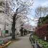 咲いた咲いた桜が咲いた