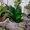 サンセベリア冬の断水って本当？