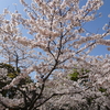 満開の桜を撮りに行ってきました！