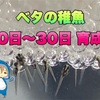 【ベタの稚魚を飼育】生後0日～30日の記録