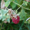 今年のベリーはたくさん出来そう～♡