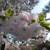 八重桜