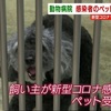 ペットの飼い主が新型コロナ感染　療養は…　