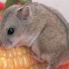 帯状疱疹ワクチン💉8千円と4万円（税抜）どっちが効くの？