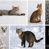 文豪スイング93    『吾輩は猫である』夏目漱石       &文武両道について