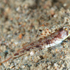  No.085 ヤジリハゼ (Tomiyamichthys lanceolata)
