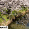 信州　長野県上田市　上田城跡のお堀の桜