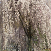 徳島・西龍王山ー神山森林公園サクラ満開