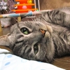 ［247］猫と冒険 奥多摩駅周辺編 その4（🙀小学校の屋上に工場が乗っているのニャ～👻違うだわニャン。）