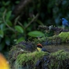 Yellow-breasted Brushfinch キムネヤブシトド