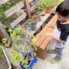 アサガオの種を放置してたら芽がでてました