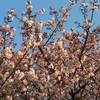 栗駒山 紅葉 ２０２２年 見頃に？