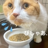 ご飯の後アゴがびしょびしょなので、猫壱フードボウルのサイズ変更してみました。