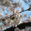 桜の季節