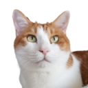 にゃにゃにゃ工務店