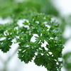 Parsley