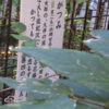 万葉集の世界に飛び込もう―万葉一日一葉（その３１５６）―国分寺万葉庭園（２４）