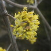 「サンシュユ」の花が咲き始めました。