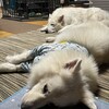 気温変動とボール遊びの日々