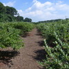 Blueberry Picking＠さんや農園