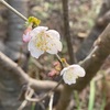 我が家の春風景