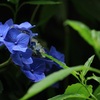 雨あがりの片隅で