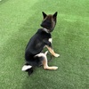 黒柴 🐶 つん