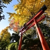 根津神社は紅葉が見事です❗