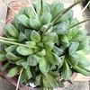 初夏を迎える生きものたち　「健気に生きる植物と動物たち」