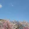 十和田湖 紅葉時期 見頃は？