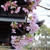 【東寺】弘法大師空海と対話する、立体曼陀羅の世界＠京都2021