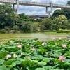 オオガハスと千葉公園