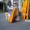 先月末の猫地帯1