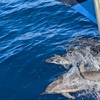 2024年　夏の思い出　ハワイ島でシュノーケリング、船からの飛び込み