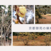 京都御苑の蝋梅特集：香り満載の素心蝋梅から始まる春 