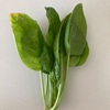 家庭菜園初心者の野菜たち②