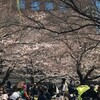 隅田川テラスとその周辺、そして浜町公園の桜