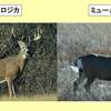 オジロジカとミュールジカの違い：web動物図鑑