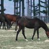 【リオンディーズ】種牡馬の特徴 得意不得意がはっきりしている芝ダート兼用種牡馬！？(2025,2,5更新)
