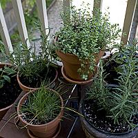 プランターとは 動植物の人気 最新記事を集めました はてな