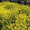 死んだジュゴンと満開の菜の花