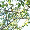 ズグロシメ Hooded Grosbeak